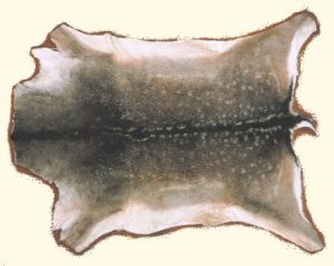 Damhirschdecke
