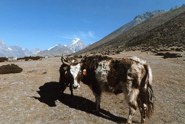 Yak, Yak, Nepal