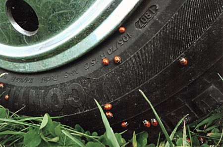 Die Marienk&auml;fer &uuml;bernehmen die Weltherrschaft