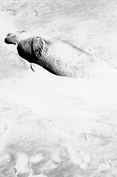 etwas fotografieren, was noch nicht so lange tot ist....