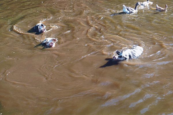 schwimmender Schweinkram