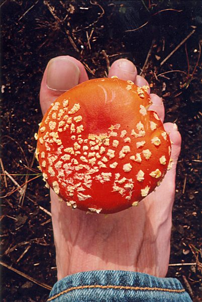 Fu&szlig;pilz im Endstadium