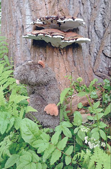 ... seltene Tiere beobachten