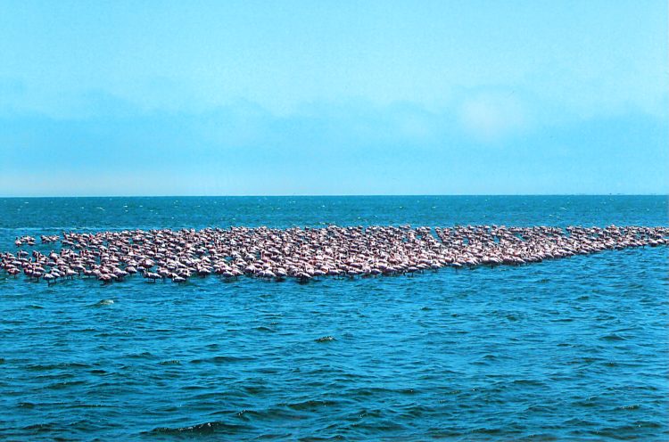 Flamingos im Atlantik