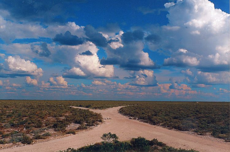 ein "icks" im Etoshapark