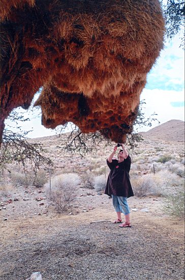 in Afrika ist alles gr&ouml;&szlig;er - auch die Vogelnester