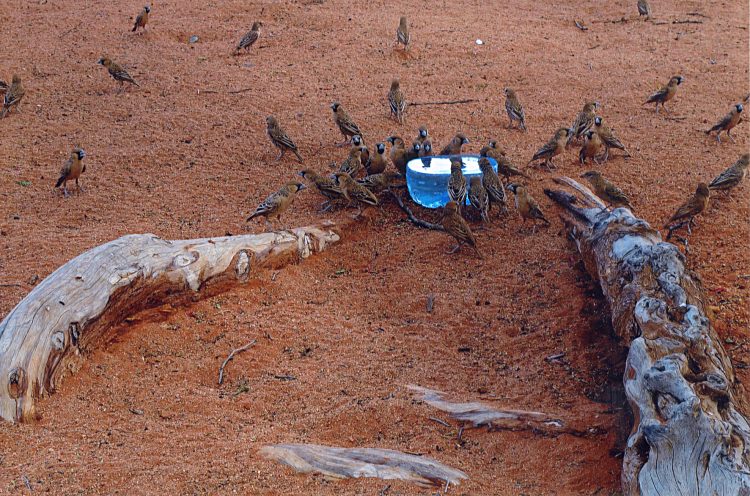 Zebrafinken an unserer Vogeltr&auml;nke