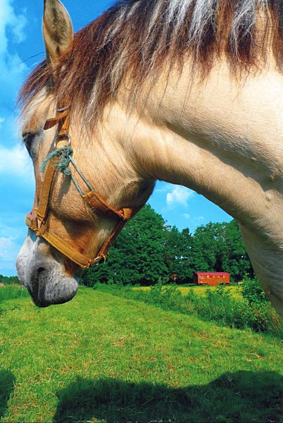 Holtermoor im Fr&uuml;hling