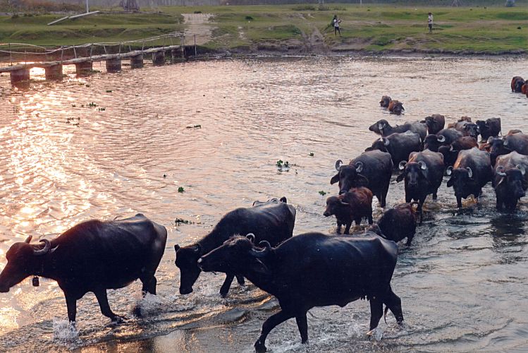 Rohstoff f&uuml;r unsere Ledertaschen