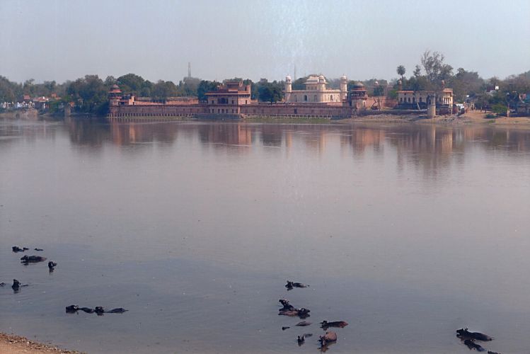 Wasserb&uuml;ffel am Yamuna