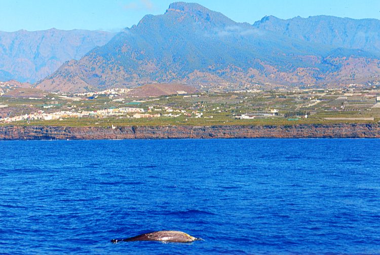 Schnabelwal vor La Palma