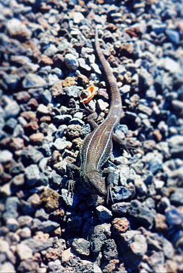 kleiner Inselbewohner