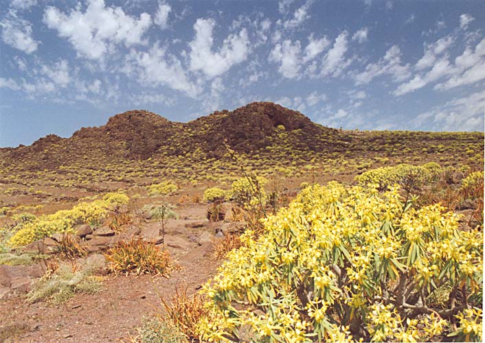 Gomera
