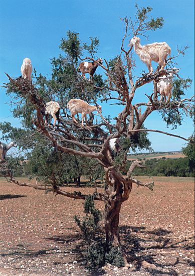Wenn die Ziegen auf den B&auml;umen hocken - wird der Sommer warm und trocken (by Dirk)