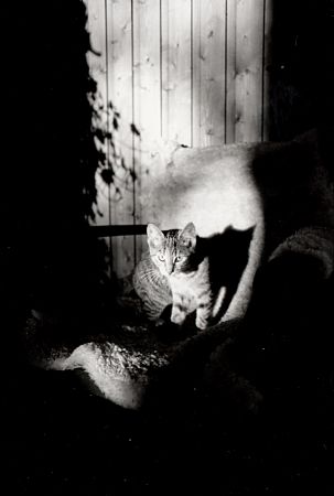 Schattenkatze