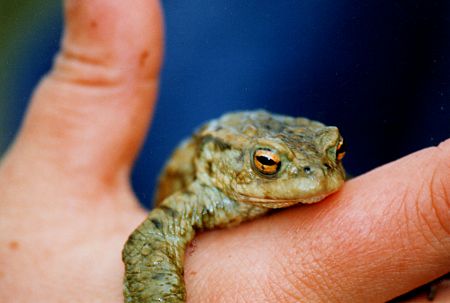 Frosch-Küssen