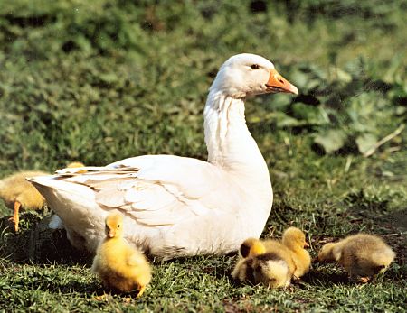 Gans neu...