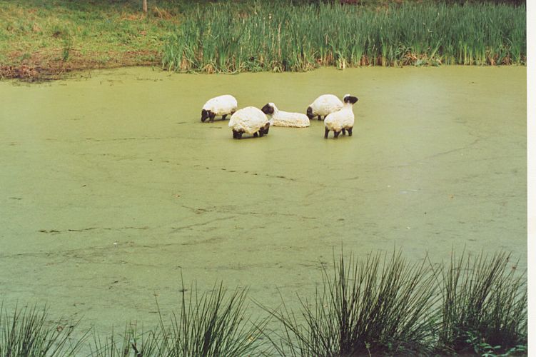 Teichschafe