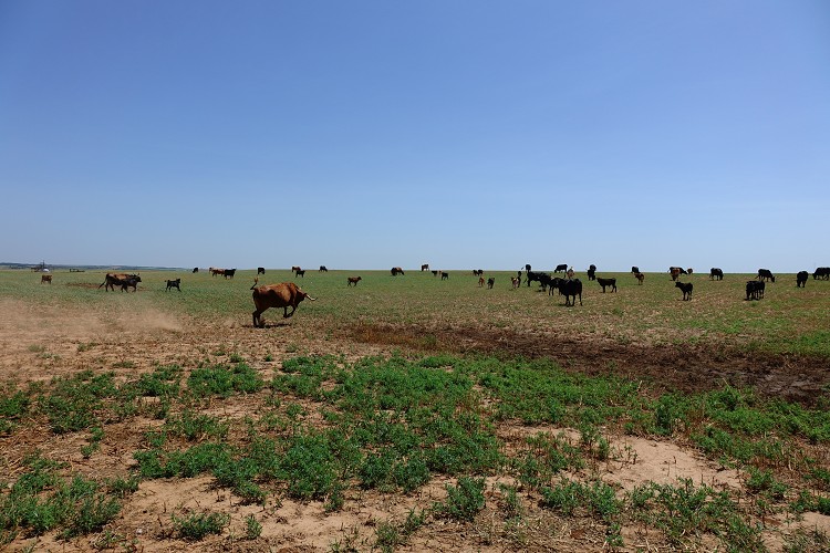 und durch die Prärie