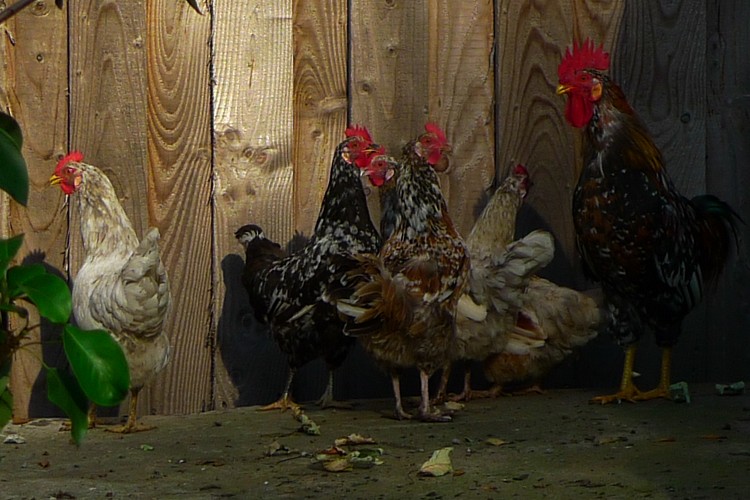 Wir fahren keinen Volvo - kaufen nicht bei Ikeadafür haben wir schwedische Blumenhühner