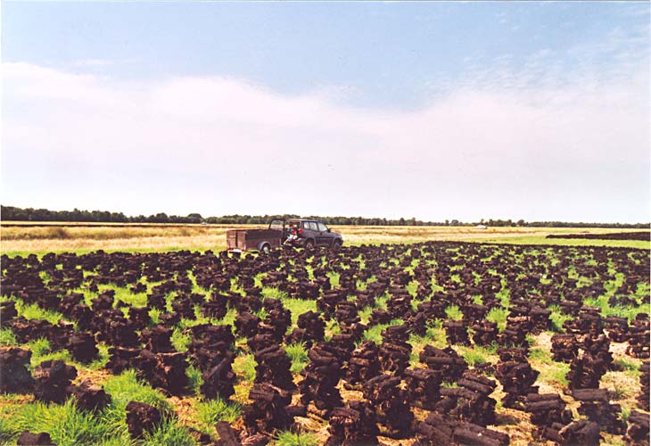 Hier wächst Winterwärme